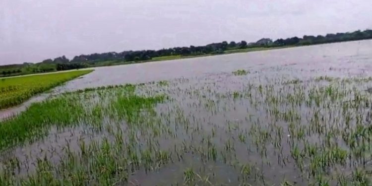মেহেরপুরে বৃষ্টিতে বিনষ্ট ৪ হাজার হেক্টর জমির ফসল