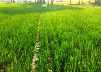 আমনের সবুজ পাতায় স্বপ্ন বুনছে কৃষকেরা