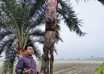 গুড় তৈরিতে ব্যস্ত সময় পার করছেন গাছিরা