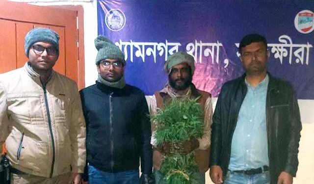 শ্যামনগরে গাঁজা গাছসহ আটক ১