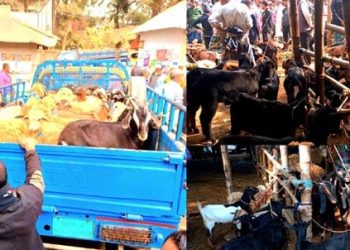 ছাগল ও ভেড়া বিক্রির নিরাপদ হাট জৈন্তাপুর  