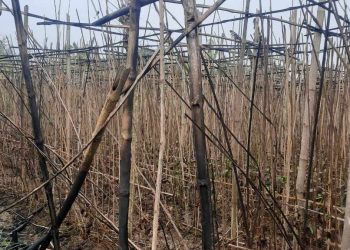 কৃষক কামাল হোসেনের স্বপ্ন আগুনে পুড়ে ছাই