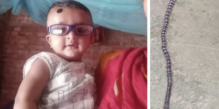 ভেড়ামারায় সাপের কামড়ে শিশুর মৃত্যু, মা হাসপাতালে ভর্তি 