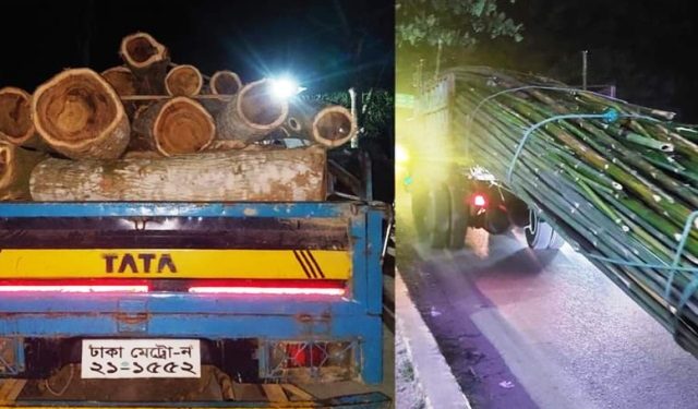 বাঁশ ও কাঠ বোঝাই দুই গাড়ি জব্দ