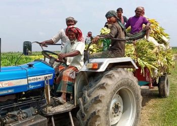 মেহেরপুরে তামাক চাষীদের নিরব কান্না