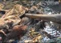 কলাপাড়ায় খাল থেকে অজ্ঞাত নারীর লাশ উদ্ধার