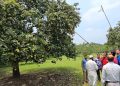 বেলতলায় আনুষ্ঠানিকভাবে আম সংগ্রহ ও ক্রয়-বিক্রয় শুরু