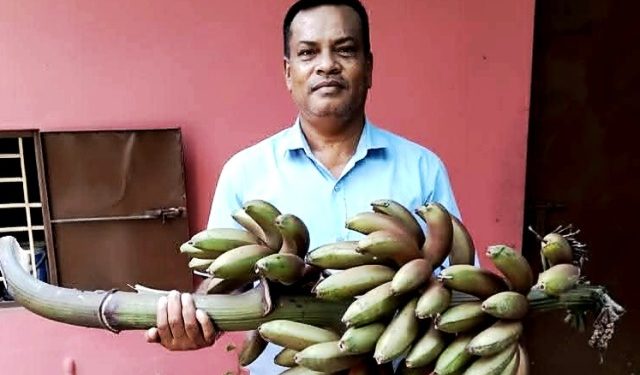 অগ্নিশ্বর কলার সঙ্গে সাথি ফসল চাষে সফল মুনির