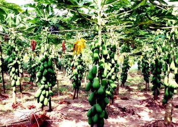 অধিক লাভের পেপে চাষ, তামাক মুক্ত পরিবেশ